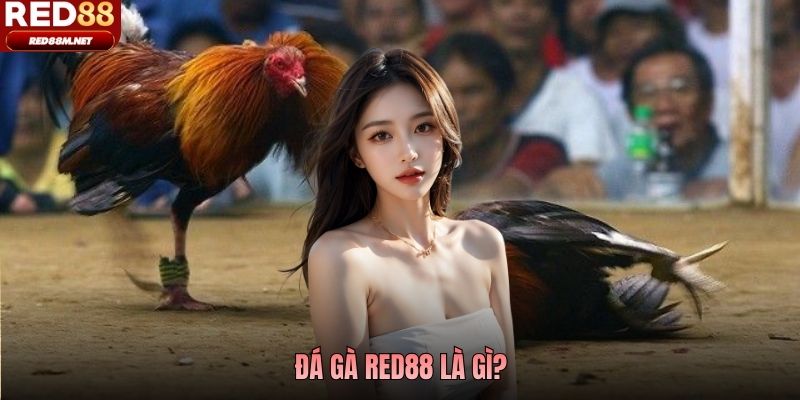 Đá gà Red88 là gì?
