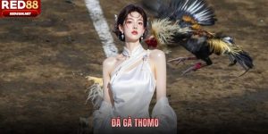 Đá Gà Thomo Red88 - Sân Chơi Đẳng Cấp Hàng Đầu 2026