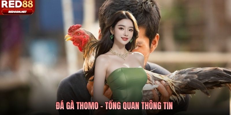 Đá gà Thomo - Tổng quan thông tin