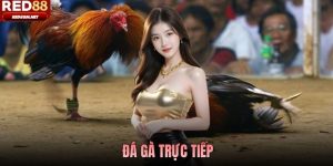 Đá Gà Trực Tiếp - Trải Nghiệm Gay Cấn Nhất Cho Kê Thủ Red88