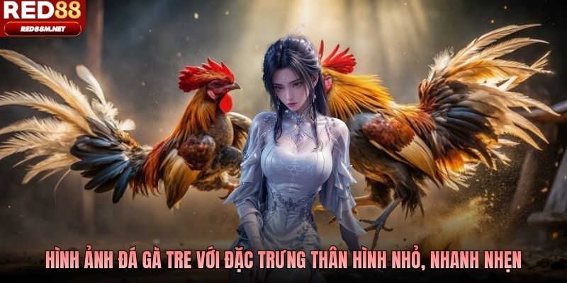 Hình ảnh đá gà tre với đặc trưng thân hình nhỏ, nhanh nhẹn