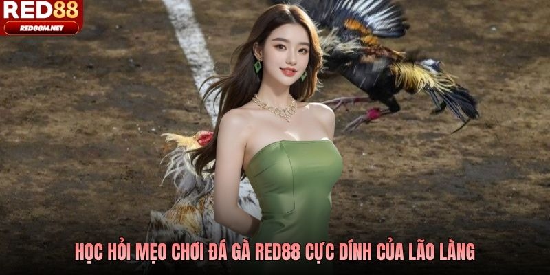 Học hỏi mẹo chơi đá gà Red88 cực dính của lão làng