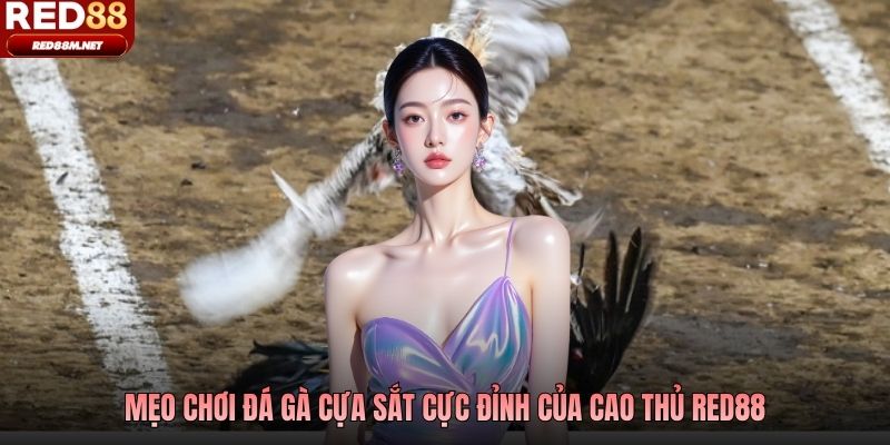 Mẹo chơi đá gà cựa sắt cực đỉnh của cao thủ Red88