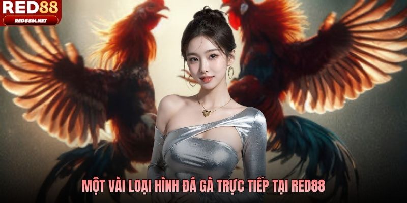 Một vài loại hình đá gà trực tiếp tại Red88