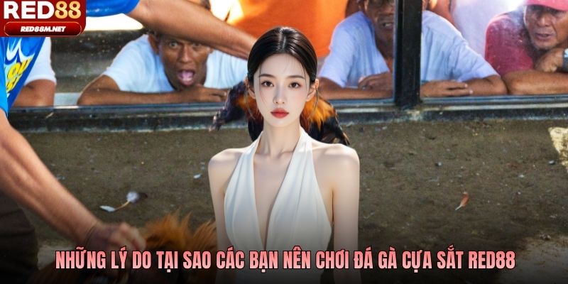 Những lý do tại sao các bạn nên chơi đá gà cựa sắt Red88