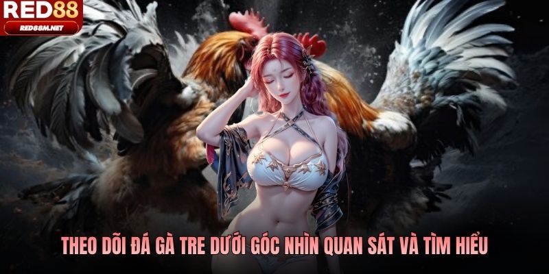 Theo dõi đá gà tre dưới góc nhìn quan sát và tìm hiểu