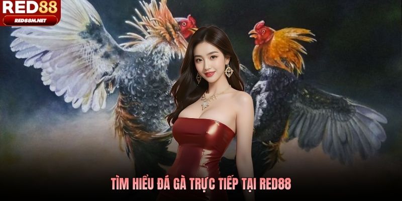 Tìm hiểu đá gà trực tiếp tại Red88